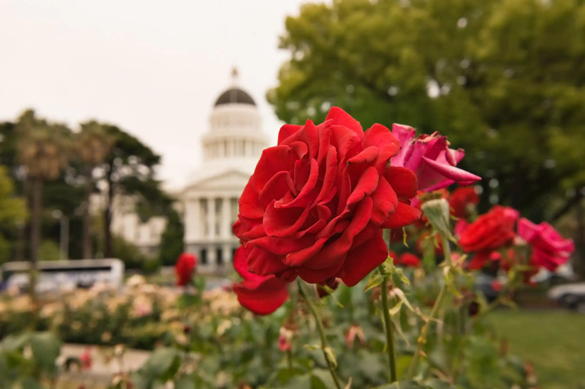 Grassroots 1 Grassroots image